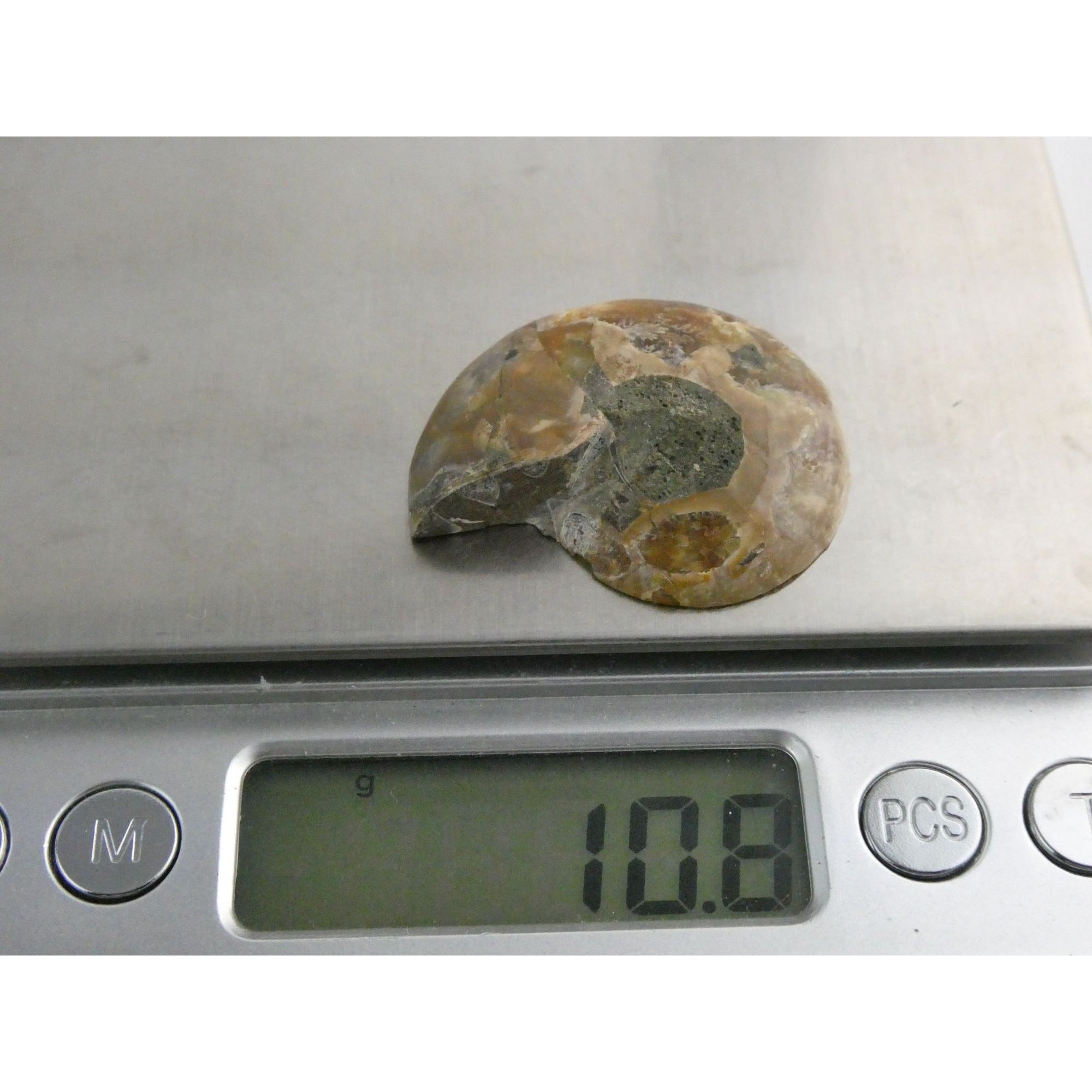 Half Fossil of Ammonite or Ammonoid Clroniceras 66 MYA Age 10.8g 34.48mm Long