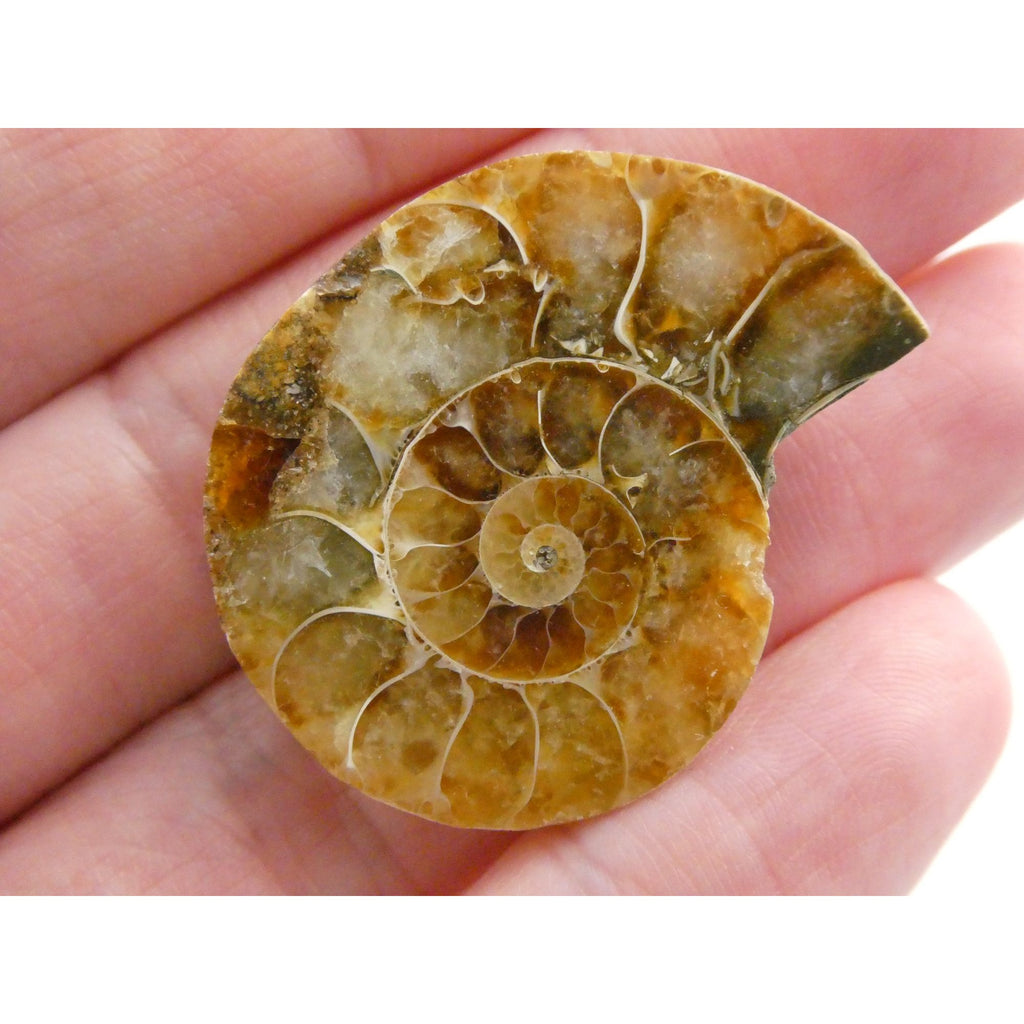 Half Fossil of Ammonite or Ammonoid Clroniceras 66 MYA Age 10.8g 34.48mm Long
