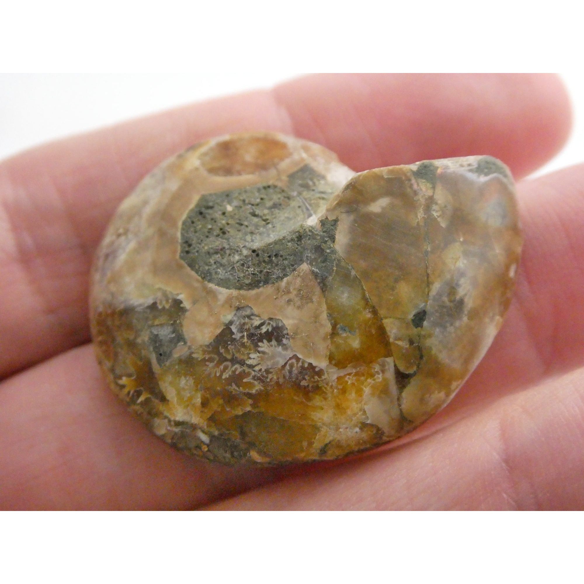Half Fossil of Ammonite or Ammonoid Clroniceras 66 MYA Age 10.8g 34.48mm Long