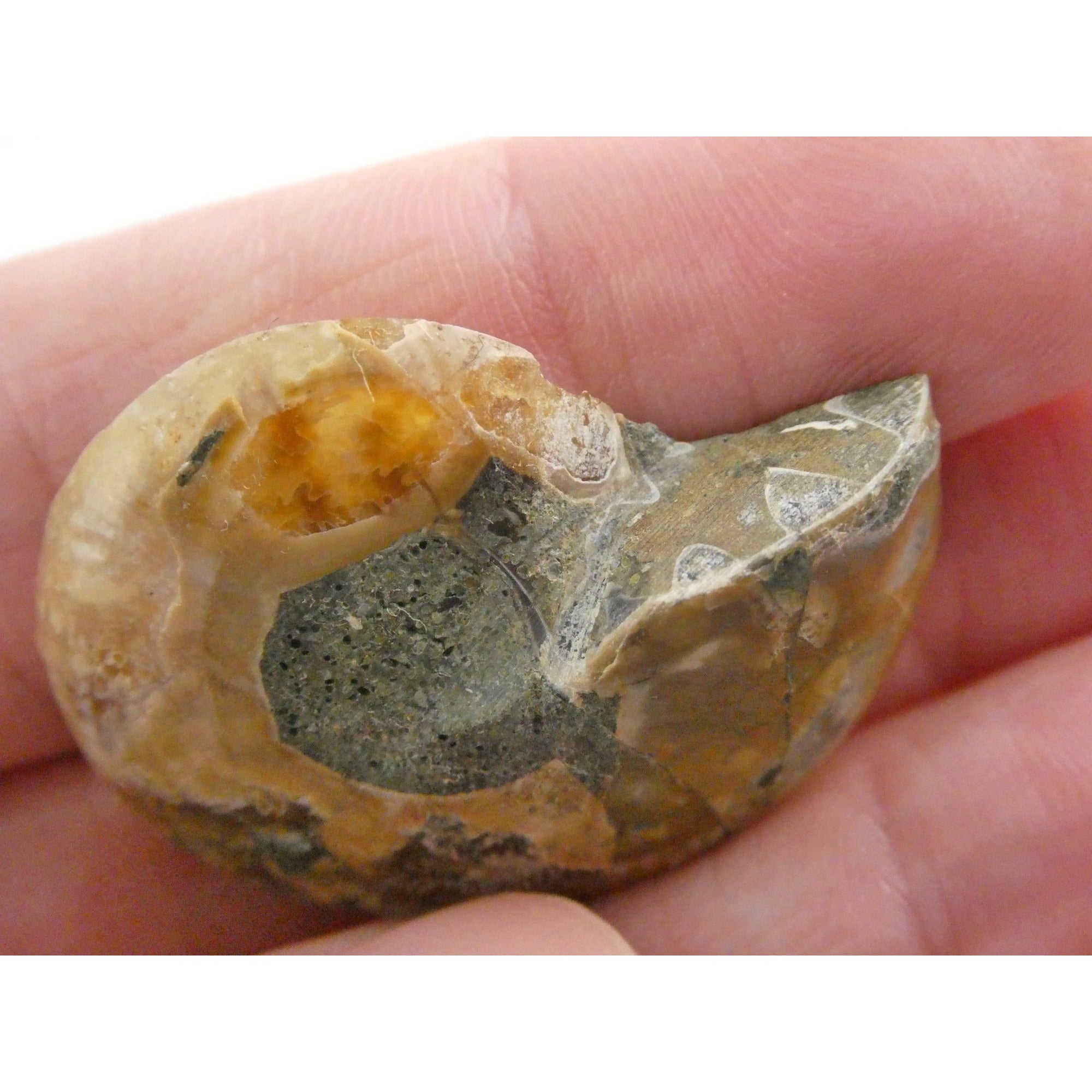 Half Fossil of Ammonite or Ammonoid Clroniceras 66 MYA Age 10.8g 34.48mm Long