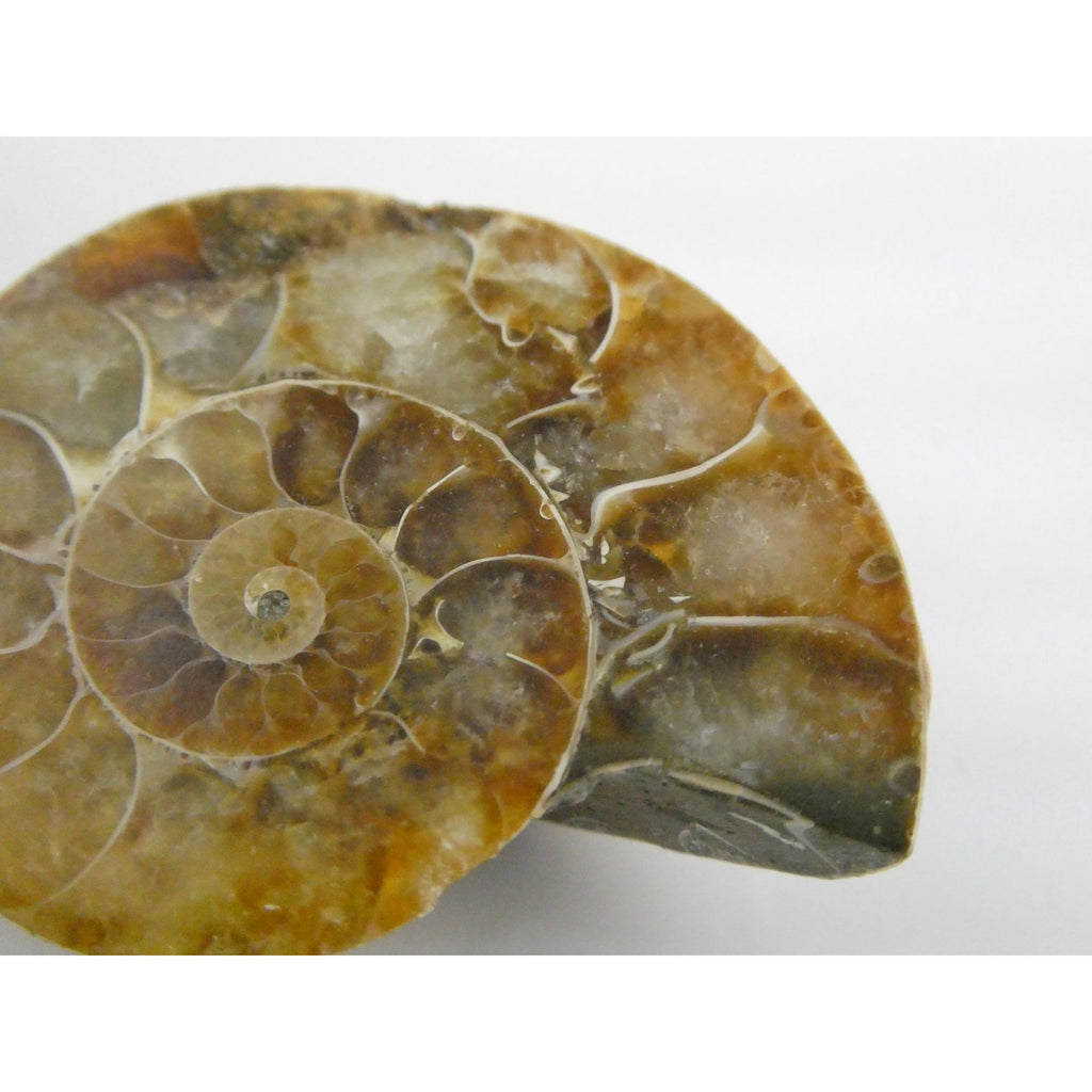 Half Fossil of Ammonite or Ammonoid Clroniceras 66 MYA Age 10.8g 34.48mm Long