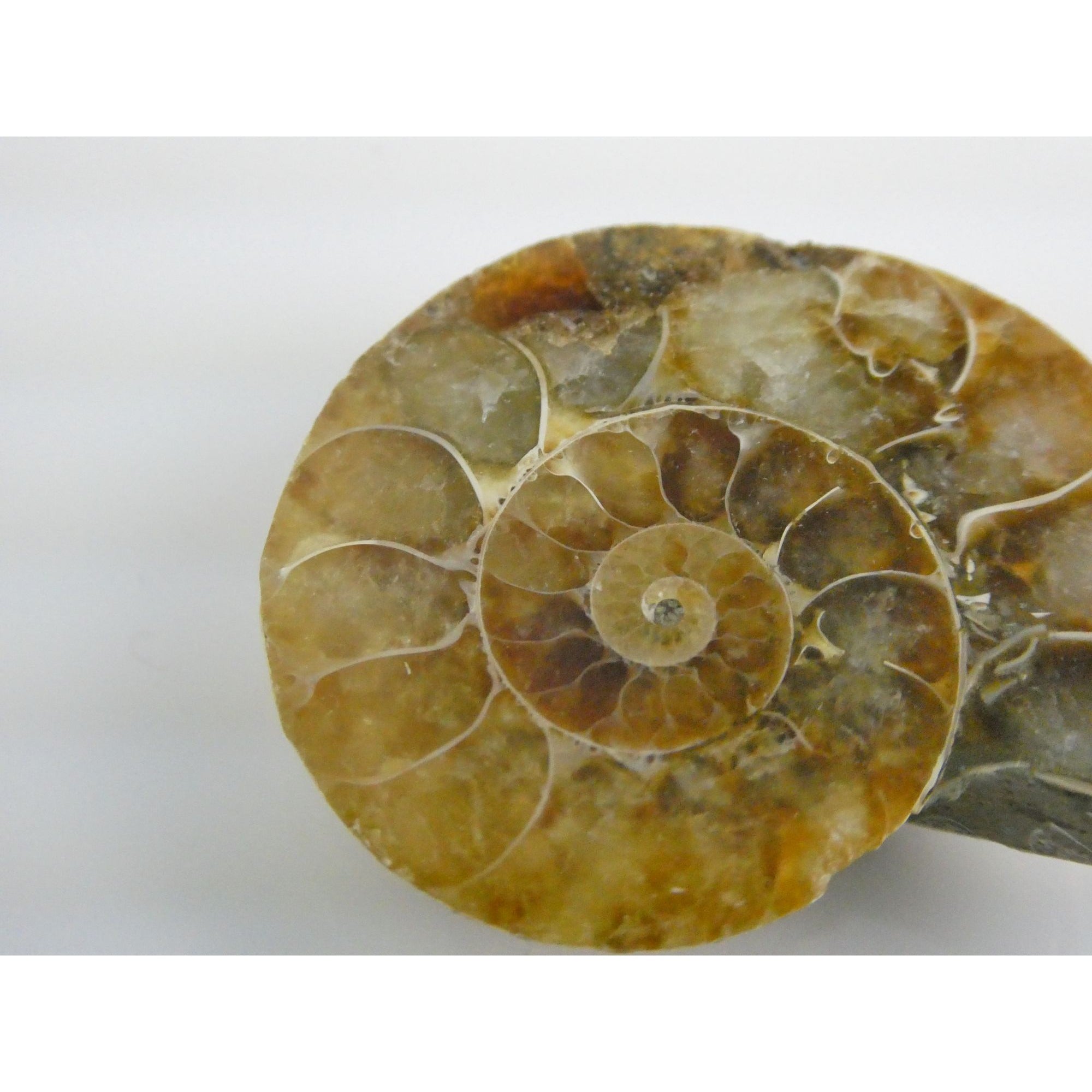 Half Fossil of Ammonite or Ammonoid Clroniceras 66 MYA Age 10.8g 34.48mm Long