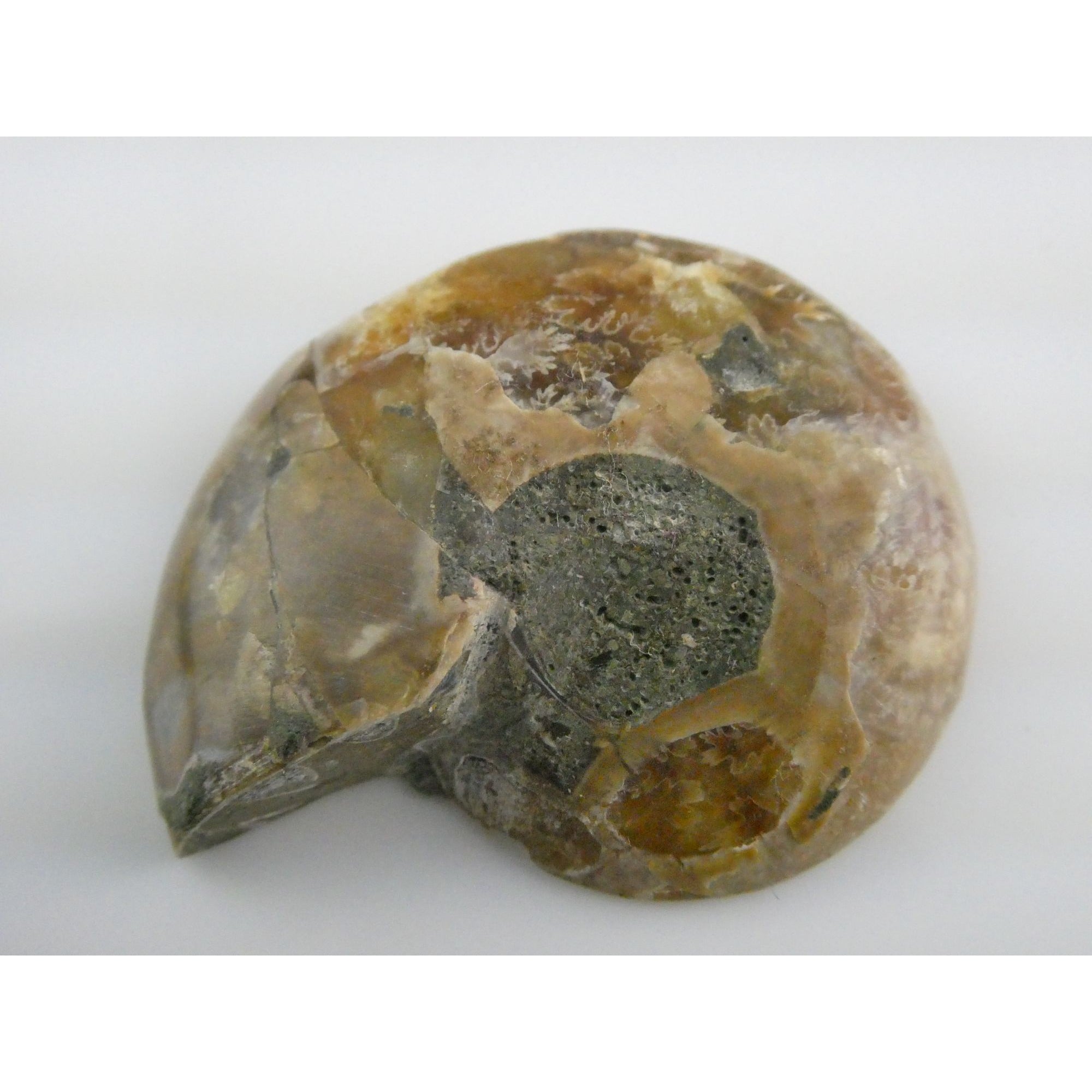 Half Fossil of Ammonite or Ammonoid Clroniceras 66 MYA Age 10.8g 34.48mm Long