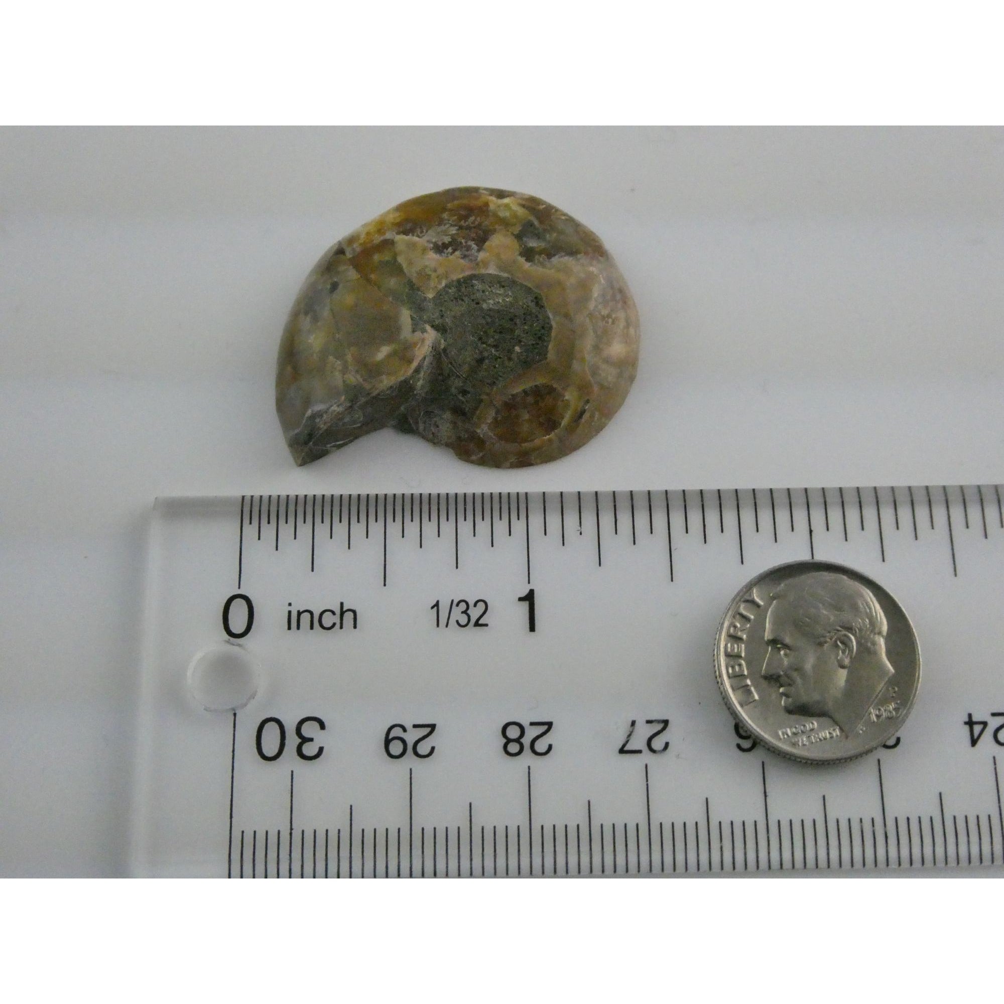 Half Fossil of Ammonite or Ammonoid Clroniceras 66 MYA Age 10.8g 34.48mm Long
