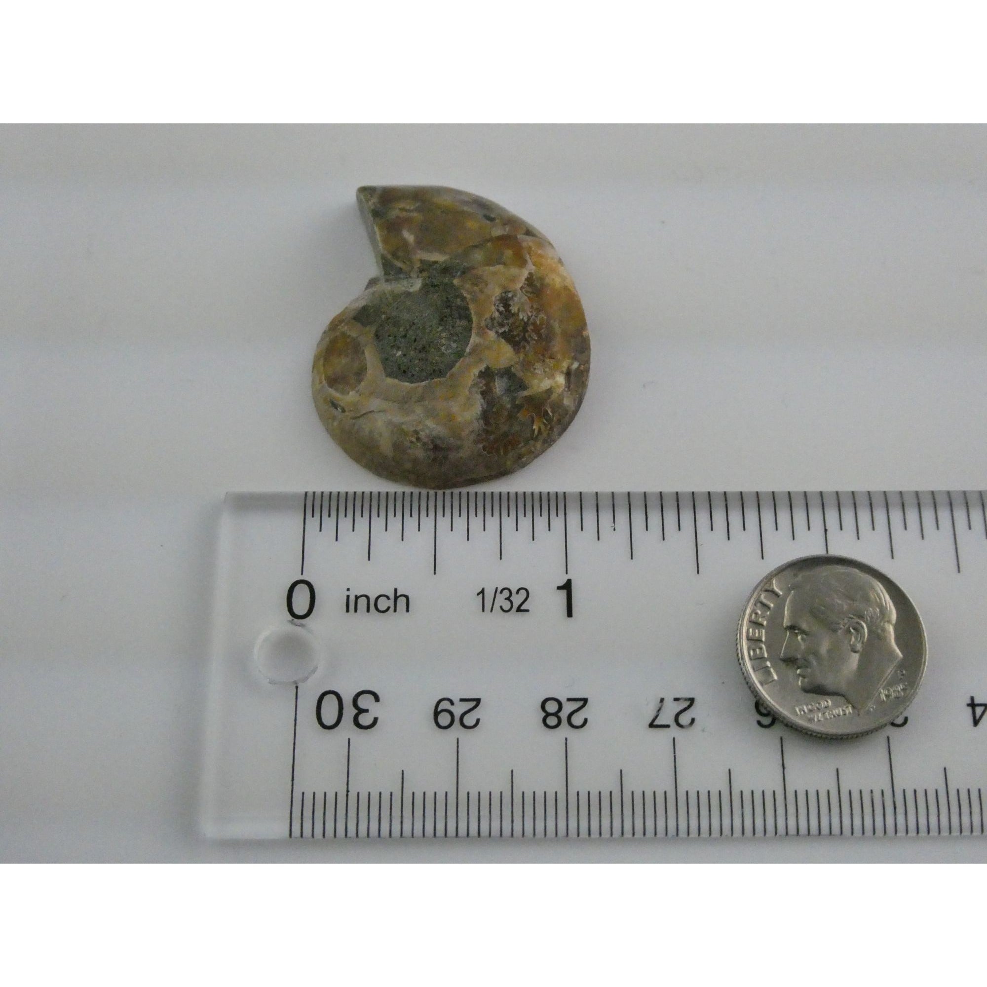 Half Fossil of Ammonite or Ammonoid Clroniceras 66 MYA Age 10.8g 34.48mm Long