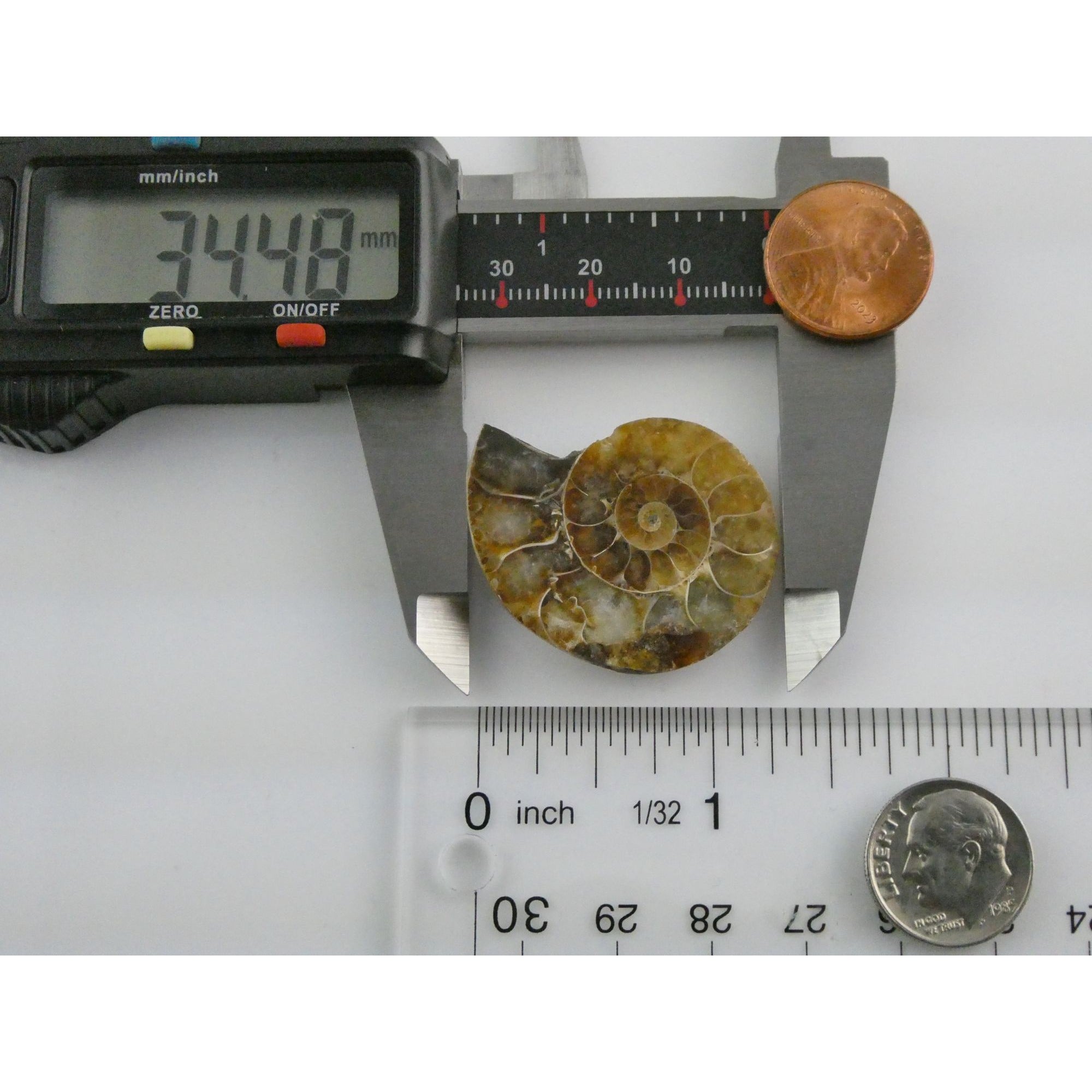 Half Fossil of Ammonite or Ammonoid Clroniceras 66 MYA Age 10.8g 34.48mm Long