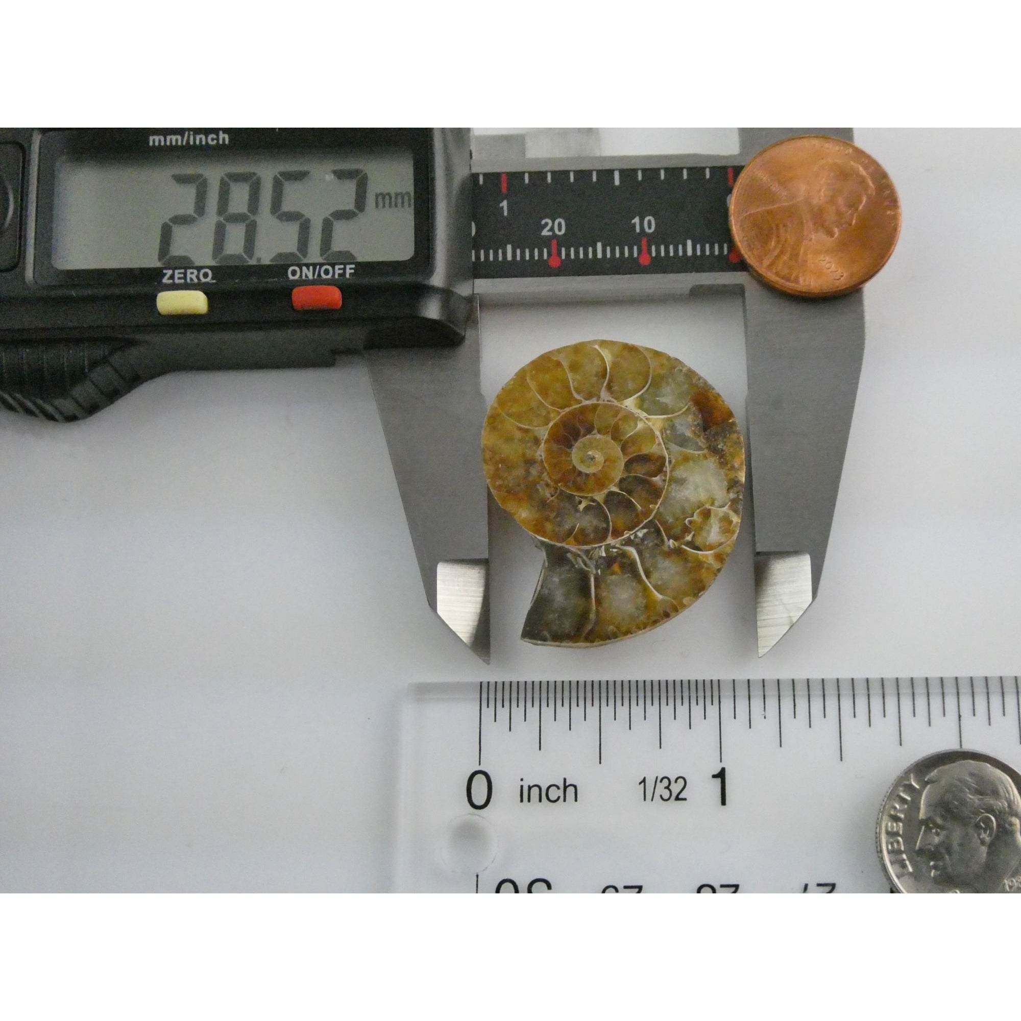 Half Fossil of Ammonite or Ammonoid Clroniceras 66 MYA Age 10.8g 34.48mm Long